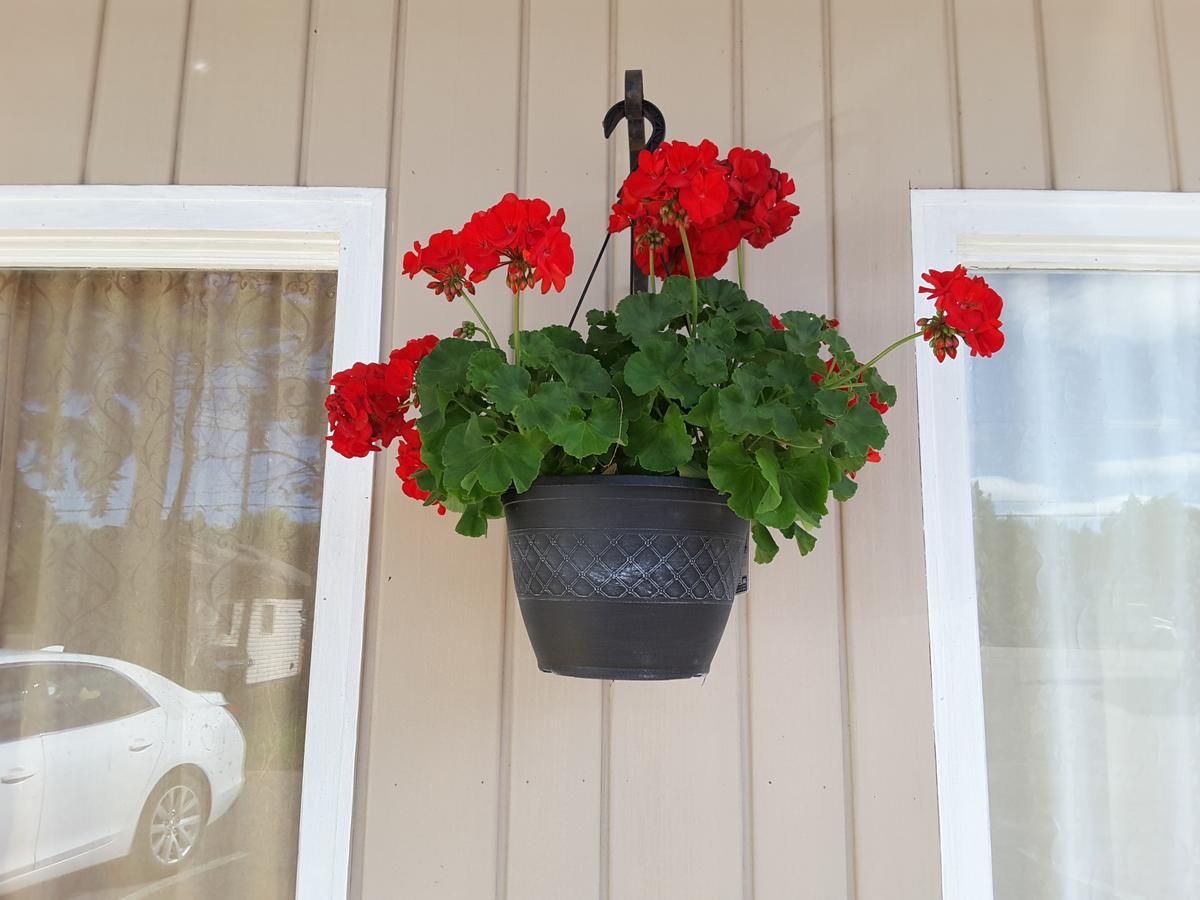 Pine Grove Motel Sault Ste. Marie Zewnętrze zdjęcie